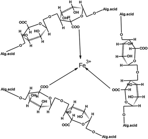 Figure 6. Structure of complex formed by combination of Fe (III) with AA.