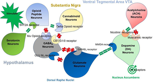 Figure 1 Displays the interplay of multiple neurotransmitter pathways involved in the Brain Reward Cascade (BRC). The process commences with an environmental stimulus triggering the release of serotonin in the hypothalamus, which, in turn, activates the release of opioid peptides from opioid peptide neurons, mediated by 5HT-2a receptors (indicated by a green equal sign). Subsequently, the opioid peptides have two distinct effects through different opioid receptors. One effect involves inhibition (indicated by a red hash sign) via the mu-opioid receptor, which projects to GABAA neurons in the Substantia Nigra. The other effect involves stimulation (indicated by a green equal sign) of cannabinoid neurons, facilitated by delta receptors linked to Beta-Endorphin. The activated cannabinoid neurons inhibit GABAA neurons in the Substantia Nigra. Additionally, cannabinoids, particularly 2-archidonylglycerol, can indirectly disinhibit (indicated by a red hash sign) GABAA neurons by activating G1/0 coupled to CB1 receptors in the Substantia Nigra. In the Dorsal Raphe Nuclei (DRN), glutamate neurons indirectly disinhibit GABAA neurons in the Substantia Nigra through the activation of GLU M3 receptors (indicated by a red hash sign). When GABAA neurons are activated, they strongly inhibit (indicated by red hash signs) the glutaminergic drive from the Ventral Tegmental Area (VTA) through GABAB3 neurons. Stimulation of acetylcholine (ACH) neurons in the Nucleus Accumbens activates both muscarinic (indicated by a red hash sign) and nicotinic (indicated by a green hash sign) receptors. Finally, glutamate neurons in the VTA project to dopamine neurons via NMDA receptors (indicated by a green equal sign), leading to the predominant release of dopamine at the Nucleus Accumbens, depicted as a bullseye, representing a euphoric or motivational (“wanting”) response. The result is that low dopamine release leads to feelings of unhappiness, while maintaining a balanced dopamine homeostatic tonic set point is crucial for overall well-being and happiness.