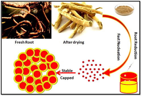 Figure 1. Schematics of C. procera root-mediated AgNPs synthesis.