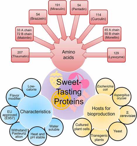 Figure 2. Multifunctional characteristics, amino acids, and bioproduction hosts of sweet-tasting proteins.