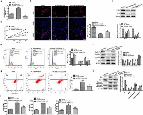 Figure 5. Knockdown of miR-8082 promotes cell proliferation, inhibits cell apoptosis, and releases inflammatory factors in LPS-treated chondrocytes. (a) Relative expression of miR-808. (b) Cell viability. (c) EdU-positive cells assessed by EdU staining. (d) The protein expression of PCNA and Ki-67.(e) The cell cycle. (f) The protein expression of CyclinA1, CyclinB1, CyclinD1, and p27.(g) Cell apoptosis. (h) The protein expression of Bax, Bcl-2, Cleaved-caspase-3, and Cleaved-caspase-9. I. The content of TNF-α, IL-1β, and IL-6 was detected by ELISA. **P <0.01, *P <0.05, NC inhibitor+lps compared with the control group; #P <0.05, ##P <0.01, miR-8082 inhibitor+lps compared with the control group.