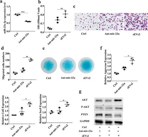 Figure 5. miR-23a-3p silencing attenuated the effect of hUC-MSCs-sEVs in chondrocytes. (a) Chondrocytes treated with antagomir-23a-3p or scramblemir (Ctrl) for 6 h, and the expression of miR-23a-3p was measured by qPCR. The results of statistical of three independent replicates are shown. ***P < 0.001. (b) Viability of chondrocytes treated with antagomir-23a-3p and hUC-MSCs-sEVs. Group ant-mir-23a represented the treatment of antagomir-23a-3p and hUC-MSCs-sEVs (10 × 108 particles/mL), Group Ctrl and sEVs2 represented scramblemir and 10 × 108 particles/mL hUC-MSCs-sEVs, respectively. Data were presented as mean ± SD of three number of replicates. **P < 0.01 (c) Representative images of transwell migration assay of chondrocytes. Scale bar: 50um. Group ant-mir-23a represented the treatment of antagomir-23a-3p and hUC-MSCs-sEVs (10 × 108 particles/mL), Group Ctrl and sEVs2 represented scramblemir and 10 × 108 particles/mL hUC-MSCs-sEVs, respectively. (d) Quantitative analysis of the migrated chondrocytes. **P < 0.01. Data were presented as mean ± SD of three number of replicates (e) Alcian blue staining of chondrocytes. (f) RNA expression levels of Sox9, Col2, Aggrecan were measured by qPCR. *P < 0.05. Data were presented as mean ± SD of three number of replicates. *P < 0.05.(g) The protein levels of AKT, P-AKT, PTEN in chondrocytes were analysed by western blotting.