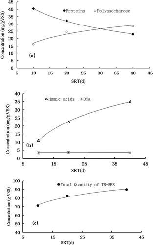 Figure 3. Relationship between SRT and quantities of TB-EPS components. (a) proteins and polysaccharose, (b) humic acids and dna, (c) total quantity of TB-EPS.