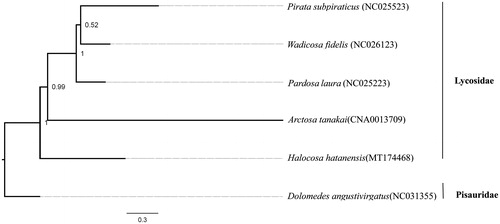 Figure 1. Phylogenetic relationships between Halocosa hatanensis and other Lycosidae species (GenBank accession numbers provided) inferred from 13 PCGs. Numbers at nodes indicate posterior probability (PP) values.