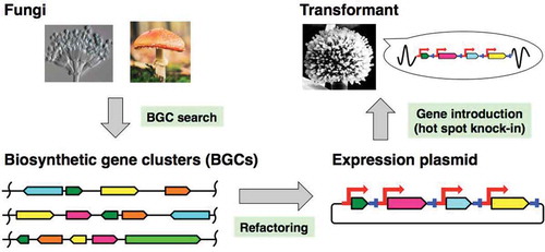 Figure 1. Outline of heterologous expression of biosynthetic genes for the production of fungal natural products.