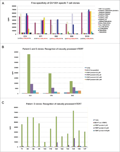 Figure 2. Fine specificity of T-cell clones and recognition of naturally processed hTERT epitopes. T-cell clones from patients C and D were tested for proliferation after stimulation with irradiated EBV-transformed cells +/− antigen. Panels (A)–(C) show mean cpm of triplicate wells. (A) Fine specificity analysis by stimulation with truncated peptides covering the GV1001 sequence (aa sequences given in right text box). The core sequence recognized by each clone is different and highlighted (red) in text boxes bellow chart. (B, C) Recognition of naturally processed antigens. T-cell clones were stimulated with EBV-transformed cells incubated with a 173 aa recombinant hTERT protein fragment. The concentration of the protein fragment was titrated as indicated.