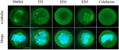 Figure 4. Estradiol dimers inhibit the formation of mitotic spindle. Immunofluorescent imaging of U2OS labelled with α-tubulin – Alexa Fluor-488 antibody (green fluorescence) following a 24-h incubation with DMSO (control), ED (comparative control), ED3, ED5 (all dimers concentrations were set to 10 µM), and colchicine (1 µM). Condensed chromosomes were visualised using Hoechst 33342 (blue fluorescence). Scale bar 2 µm.