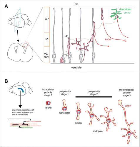 Figure 1. Schematic representation of polarity stages in pyramidal neurons in vivo and hippocampal neurons in vitro. (A) Excitatory cortical neurons derive from a radial glia cell, which divides asymmetrically giving rise to a supporting cell (gray) and a neuron (red). Following division, neurons have a polar phenotype with a leading pole (LP) oriented toward the pia and a trailing pole (TP) oriented toward the ventricular/subventricular zone (VZ/SVZ). In the intermediate zone (IZ) some cells show a multipolar stage characterized by several short processes that are not aligned with the radial glial fibers,Citation7 which may initiate axon extension.Citation8-12 Finally, neurons re-acquire a bipolar axis with the LP directed toward the pia, completing their migration to their final destination in the cortical plate (CP). Acquisition of mature polarized features, including the terminal differentiation of dendrites and somatic compartment is represented in green. (B) Hippocampal neurons are dissected from embryonic rodent hippocampus, trypsinized and plated on coverslips grown with the help of a glial feeder layer. Shortly after plating round neurons have a polarized organization of the cytoplasm, with the organelle pole not fixed in one direction (intracellular polarity; stage 0). An adhesion-dependent mechanism stabilizes the organelle pole and supports the sprout of the first neurite (pre-polarity stage 1, monopolar neuron). Note that the first neurite has the highest chances to become the axon at later stages. Subsequently, neurons acquire a bipolar axis with the growth of a second neurite from the pole in the opposite side of the first sprout (bipolar stage 2). Several other neurites grow, giving rise to a multipolar phenotype (multipolar stage 2). During the multipolar stage 2, rapid growth occurs from one of the 2 predisposed neurites of the bipolar axis (stage 3).Citation14-16