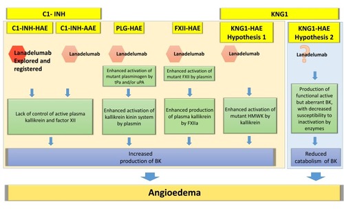 Figure 2 Hypothesis for a potential role of lanadelumab in hereditary angioedema with normal C1 inhibitor and acquired angioedema with C1 inhibitor deficiency.
