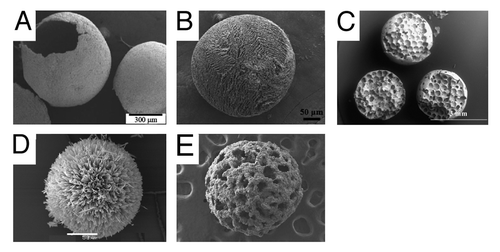 Figure 5. hierarchical structures obtained using different methods: (A) emulsification (Scale bar: 300µm),Citation81 (B) drip-casting (50µm)Citation70; (C) lost-wax method (3mm)Citation84; (D) precipitation (50µm)Citation129; and (E) emulsification (sphere diameter ≈1.5mm).Citation78 With the exception of (D) (OCP), all particles consist of an apatite (images reproduced with the permission of the authors).