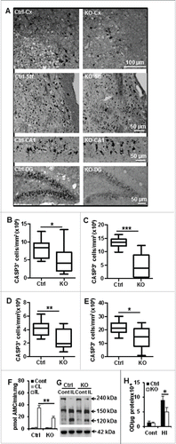 Figure 5. Neuronal Atg7 deficiency decreased CASP3 activation after hypoxia-ischemia. (A) Representative active CASP3/caspase-3 staining 24 h after HI and the corresponding quantifications of the number of CASP3-positive cells (B) in the cortex (Cx) (81,630 ± 7,671/mm3 vs. 51,210 ± 11,970/mm3; *, P < 0.05), (C) in the striatum (Str) (132,800 ± 5,368/mm3 vs. 47,350 ± 13,110/mm3; ***, P < 0.001), (D) in the CA1 (41,810 cells ± 3,243 cells/mm3 vs. 22,860 cells ± 4,685 cells/mm3; **, P < 0.01) and (E) dentate gyrus (DG) (214,000 cells ± 14,700 cells/mm3 vs. 144,000 cells ± 23,940 cells/mm3; *, P < 0.05, n = 11/group). (F) CASP3 enzymatic activity 24 h after HI was 50% lower in the ipsilateral (IL) hemisphere of atg7 KO mice than in Ctrl (n = 10 for Ctrl, n = 6 for atg7 KO). There was no difference in the nonischemic control brains (Cont) (n = 13 for Ctrl and n = 6 for atg7 KO) or in the contralateral (CL) hemispheres (n = 10 for Ctrl, n = 6 for atg7 KO). (G) Representative SPTAN1/α-fodrin (240 kDa) western blots from control (Cont) and ipsilateral (IL) hemispheres 24 h after HI and (H) the quantification of the caspase-dependent 120 kDa breakdown products confirmed that CASP3 activation was more pronounced in the Ctrl mice. (*, P < 0.05, n = 6/group). KO: atg7 KO (Atg7flox/flox; Nes-Cre) and Ctrl: Atg7flox/+; Nes-Cre.