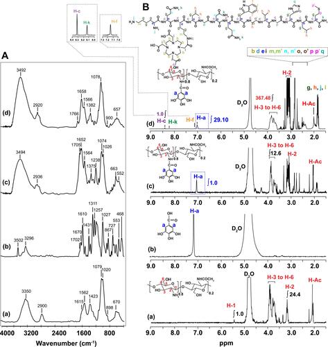 Figure 1 (A) FT-IR and (B) 1H NMR spectra of (a) WCS, (b) GA, (c) WCS-GA and (d) WCS-GA-DBBN.