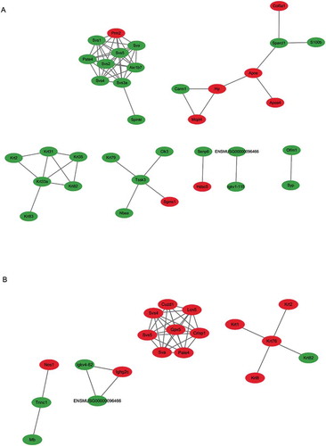 Figure 5. A PPI (protein–protein interaction) network based on differentially expressed proteins was established using the Cytoscape software. The comparison between the (A) HFD group and CTRL group, and between the (B) HFD group and HFD+RSV group was performed. The proteins were presented as nodes: red nodes represent the upregulated proteins, and green nodes represent the downregulated proteins.