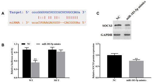 Figure 5 miR-183-5p targeted downregulate the expression of SOCS3. (A) Starbase database was used to predict the sequences between miR-183-5p with SOCS3. (B) Dual-luciferase reporter gene was carried out to verify the targeted relationship between miR-183-5p with SOCS3. (C) Western blotting was used to detect the expression of SOCS3. **P<0.01, vs. NC group.