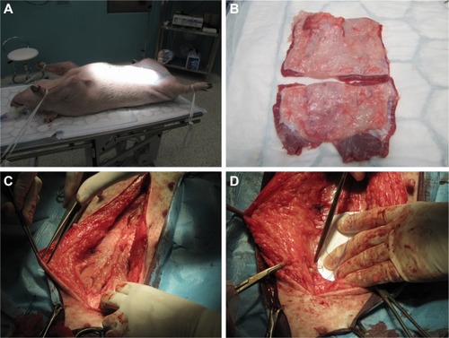 Figure 1 Surgical procedure, mesh positioning, and sample harvesting.Note: (A) Position of the experimental animal during the surgery; (B) harvested sample of the abdominal wall; (C) suture of the laparotomy; (D) mesh fixation.