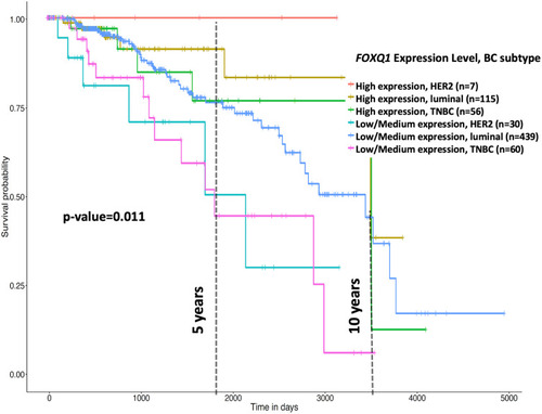 Figure 3 Low FOXQ1 expression predicts poor overall survival in BC patient subtypes. Kaplan-Meier (KM) analysis of the effect of high and low/medium FOXQ1 expression on overall survival of HER2, luminal, and TNBC patients shows a cumulative significance of p=0.011. This graph was generated and modified using the bioinformatics online tool UALCAN online tool (http://ualcan.path.uab.edu/index.html)Citation37.