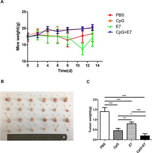 Figure 1 Vaccine administration inhibited the growth of genital tumors. (A) The bodyweight of mice on days 0, 2, 4, 6, 8, 11, and 13 after vaccine administration. (B) Photograph of excised cervical/vaginal tumors and (C) tumor weights on day 14 after vaccine administration. PBS: treatment with 100 μL of phosphate-buffered saline (PBS); CpG: treatment with 20 μg of unmethylated cytosine-phosphate-guanosine oligodeoxynucleotide (CpG ODN); E7: treatment with 50 μg of the HPV E7 peptide; CpG+E7: treatment with 20 μg of CpG ODN mixed with 50 μg of the E7 peptide. Data are shown as means±SD. * P<0.05, ** P<0.01, *** P<0.001.