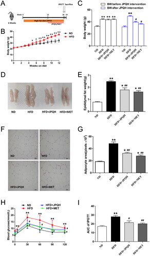 Figure 2. JPQH improved metabolic parameters in HFD-fed mice. (A) Experimental arrangement of NAFLD animal model and drug intervention. (B) Changes of Body weight in high-fat-fed (HFD) mice for 12 weeks (n = 6). (C) Body weight of mice before JPQH treatment or after JPQH intervention for 6 weeks (n = 6). (D-E) Weight of epididymal adipose tissue after JPQH treatment for 6 weeks (n = 6). (F) Representative pictures of H&E staining of epididymal adipose tissue (×200). (G) Quantification of adipocyte size (n = 3). (H-I) Intraperitoneal glucose-tolerance test (IPGTT) after 6 weeks of JPQH treatment (n = 6). The data are presented as means ± SD. ND: the normal-diet group, HFD: the high-fat-diet group, JPQH: HFD + JPQH group, MET: HFD + Metformin group. #p < 0.05, ##p < 0.01 vs. the ND group; *p < 0.05, **p < 0.01 vs. the HFD group.
