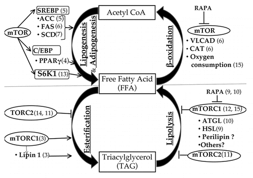 Figure 1 mTOR and lipid metabolism.