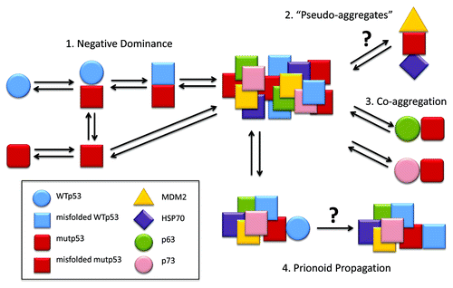 Figure 1. p53 prionoid aggregation scheme. (1) WTp53 suffers dominant-negative effect from mutant p53, acquiring a misfolded conformation, which leads to aggregation. (2) MDM2 and HSP70 might stabilize mutant p53 by forming structures named “pseudo-aggregates,” which can be involved in p53 intracellular aggregation.Citation71 (3) The co-aggregation of p53 with its partalogs, p63 and p73, has been described by Xu et al.Citation9 (4) p53 displays prionoid characteristics, since mutp53 aggregates are able to induce WTp53 conversion to the misfolded, aggregation-prone conformation.Citation8 These p53 aggregates might be captured by other cells through macropinocitosis.Citation13