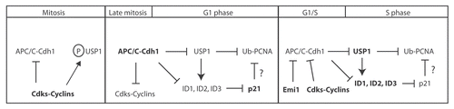 Figure 4 Model showing how USP1-mediated events are regulated during normal cell cycle progression. Schematic diagram of the proposed model of how different cell cycle stages can affect USP1 protein stability, regulation of ID proteins and PCNA-directed DNA repair. Briefly, in M phase, both USP1 and APC/CCdh1 are phosphorylated by Cdks, which prevents USP1 from being prematurely targeted for degradation by the APC/CCdh1. In late M and early G1, USP1 and APC/CCdh1 become dephosphorylated, which leads to the degradation of both USP1 and cyclins. USP1 normally protects ID proteins from ubiquitin-mediated degradation. However, without USP1, ID proteins become subsequently degraded. Loss of ID proteins prevents transcriptional repression of p21, leading to p21 protein accumulation and possible inhibition of TLS activity on PCNA. During the G1-S or S-phase entry, levels of cyclins rise to inhibit APC/CCdh1, which lead to the accumulation of USP1 and presumed stabilization of ID proteins.