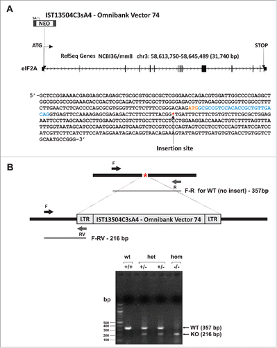 Figure 1. The eIF2A gene. (A) Top: Mus musculus eukaryotic translation initiation factor 2A (eIF2A) (mouse Accession: NM_001005509) gene organization and the site of insertion of Omnibank Vector 74. Bottom: Mouse genomic sequence surrounding the gene trap insertion site identified in the C57BL/6 gene trap ES cell clone IST13504C3sA4 for eIF2A. The initiating ATG codon is in red and the coding part of exon 1 is in cyan. The insertion site is denoted with an asterisk *. (B) Top: Schematic of the insertion site and the genotyping strategy. Relative positions of the primers and the expected sizes of the PCR fragments are indicated. Bottom: Genotyping results (1.5% agarose gel).