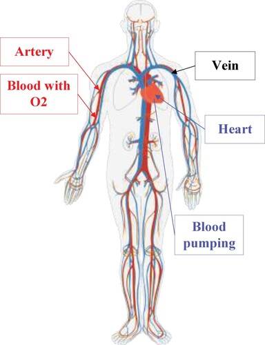 Figure 1. A simple inspiration model from the circulatory system for modeling CSBO (‘Pixabay.com,’ Citationn.d.).