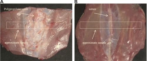 Figure 1A, B Full-layer repaired abdominal wall for biomechanical and histological analyses.Notes: (A) Incision of abdominal wall closed with polypropylene mesh; (B) incision of abdominal wall closed with simple suture. White boxes correspond to the samples of biomechanical analysis.