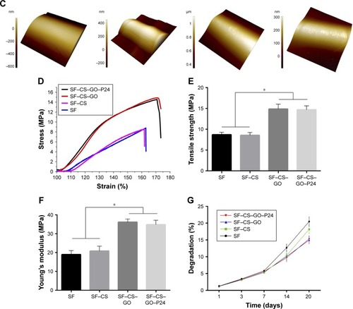 Figure 3 Characterization of electrospun scaffolds.Notes: (A) The overall view images of the SF, SF–CS, SF–CS–GO and SF–CS–GO–P24 electrospun scaffolds. (B) SEM micrographs of four different electrospun scaffolds. The below row (scale bars=2 µm) is the magnification of the electrospun fibers to the scaffolds on the upper row (scale bars=50 µm; red arrows: the contact boundary between the electrospun fibers; yellow arrow: the GO and GO–P24 nanosheets coated on the surface of the electrospun fibers). (C) The AFM images show the surface roughness of the four groups of the electrospun fibers. (D) Typical stress–strain curves, (E) tensile strength, and (F) Young’s modulus (n=5, *P<0.05 are differences between the indicated groups). (G) In vitro degradation curve of the composite scaffolds.Abbreviations: SF, silk fibroin; CS, chitosan; GO, graphene oxide; SEM, scanning electron microscopy; AFM, atomic force microscopy.