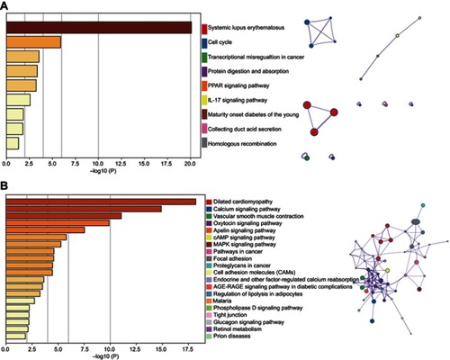 Figure 4 KEGG results of the intersecting upregulated (A) and downregulated (B) mRNAs. The relationships among the enriched clusters from the KEGG analysis were visualized using Metascape.Abbreviations: KEGG, Kyoto Encyclopedia of Genes and Genomes.