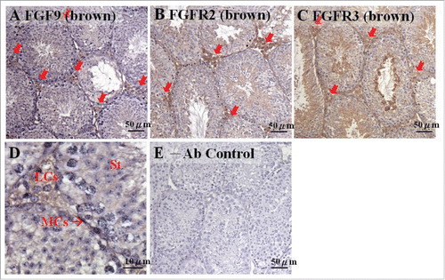 FIGURE 1. FGF9 and its receptor expressions in adult mice testes. The expression patterns of FGF9 (A), FGFR2 (B), and FGFR3 (C) in 10–11 week-old mice testis were detected using immunohistochemistry. The cell nucleus was labeled using hematoxylin. The arrows indicate the interstitial regions between the seminiferous tubules of the testis (100 ×). (D) represents a higher magnification from (A) (400 ×). (E) represents control section without a primary antibody. LCs, Leydig cells; MCs, myoid cells; S, spermatids.