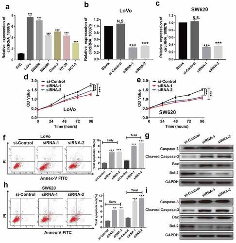 Figure 2. CircRNA_100876 knockdown inhibited CRC cell proliferation and induced apoptosis in vitro. (a) CircRNA_100876 expression in CRC cell lines and in human normal intestinal cell line, FHC. (b) Expression of circRNA_100876 in circRNA_100876-knockdown LoVo cell model. (c) Expression of circRNA_100876 in circRNA_100876-knockdown SW620 cell model. (d) Stable knockdown of circRNA_100876 suppressed the viability of LoVo cells and (e) SW620 cells detected using a CCK-8 assay. (f,h) Increase in the percentage of apoptotic cells following circRNA_100876 knockdown in LoVo cells (f) and SW620 cells (h). (g,i) Stable knockdown of circRNA_100876 upregulated the expression cleaved caspase-3, Bax, and downregulated Bcl-2 expression in (g) LoVo cells and (i) SW620 cells. All experiments were repeated at least three times. ** P < .01, *** P < .001.