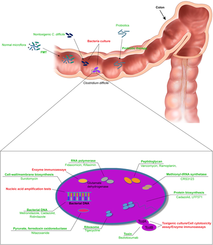 Fig. 2 Bacterial targets for CDI therapeutics.Texts in red and green are the indicated targets for diagnostic and therapeutic approaches, respectively