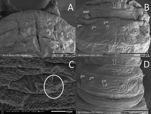 Figure 5. Thorax of the third instar larva of Sphaerophoria rueppellii. A. Dorsal surface of prothorax (Pt); B. Dorsal surface of mesothorax (Ms) (ARP, anterior respiratory process); C. Ventral surface of mesothorax (Ms) (circle, extra sensory organ); D. Dorsal surface of metathorax (Mt). Arrow indicates the head direction.