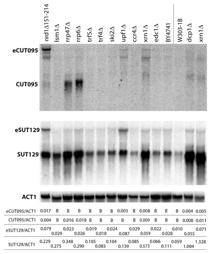 Figure 3 CUT095 and SUT129 transcript profiles in a collection of RNA decay pathway mutants. Northern blots of CUT095 (top) or SUT129 (middle) of RNA samples from the indicated RNA decay mutants are shown. The expected size transcripts and the extended eCUTs/eSUTs are indicated at left. The membranes were stripped and re-probed to detect the ACT1 (actin) mRNA as a loading control (bottom). Note that BY4741 is the isogenic “wild-type” control for strains to the left of the vertical line while W303-1B is the corresponding control for strains to the right. Quantification of non-coding transcript species abundance relative to ACT1 is given in numbers below the images, “B“ signifies that no signal above background was observed.