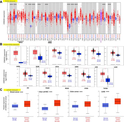 Figure 1 Expression level of CSNK2A1 in different cancers. (A) The expression level of the CSNK2A1 in different tumors or specific tumor subtypes was explored through TIMER2.0 tool. (B) For the type of CHOL, DLBC, ESCA, GBM, LGG, LUSC, OV, PAAD, READ, STAD and THYM in the TCGA project, the corresponding normal tissues of the GTEx dataset were included as normal controls. The data were displayed as box plots. (C) Based on the CPTAC database, the expression status of CSNK2A1 total protein between primary tissue of breast cancer, clear cell RCC, colon cancer and LUAD and their corresponding normal tissue were explored. Log2 (TPM+1) was applied for log-scale. *P<0.05; ***P<0.001.