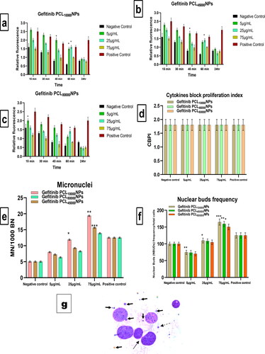 Figure 7. Detection of reactive oxygen species (ROS) in NCI-H460 cells: Following exposure at 0, 15, 30, 45, 60 min, and after 24 h at 5, 25, and 75 µg/mL concentrations, the effects of Gefitinib PCL10,000NPs (a), Gefitinib PCL45,000NPs (b), Gefitinib PCL80,000NPs (c) on ROS production were evaluated. *p < 0.05; **p < 0.005; ***p < 0.0005; error bars indicate standard error of the mean. After 24th hr it was witnessed that Gefitinib PCL80,000NPs (c) generates limited relative fluorescence; indicating less amount of ROS production in NCI-H460 cells after Gefitinib PCL80,000NPs treatment. In NCI-H460 cells treated with Gefitinib PCL10,000NPs, Gefitinib PCL45,000NPs, Gefitinib PCL80,000NPs, the expression of micronuclei (BNMN), cytokinesis block proliferation index (CBPI), and Nuclear Bud (NBUDs) was measured. After exposure to Gefitinib PCL10,000NPs, Gefitinib PCL45,000NPs, Gefitinib PCL80,000NPs, the CBPI (Cytokinesis Block Proliferation Index) (d), Micronuclei (e), and Nuclear Buds (f) were measured at 5, 25, and 75 µg/mL concentrations. CBPI, ‘Cytokinesis Block Proliferation Index’ Micronuclei, and Nuclear Buds, were measured after exposure to all three PCL nanoparticles of Gefitinib, at 5, 25, and 75 g/mL concentrations. 1000 binucleated cells are equal to 1000 micronuclei. A total of 1000 binucleated cells are referred to as Nuclear Buds. As a positive control, Gefitinib (5 g/mL) was used. *p < 0.05; **p < 0.005; ***p < 0.0005; error bars indicate standard error of the mean. (g) CBMN assay in NCI-H460 cells: DNA damage after Gefitinib PCL80,000NPs treatment cell with micronuclei, and nuclear bud cell with micronuclei (mentioned in black colour arrow) at magnification 400×.