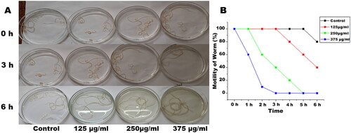 Figure 1. Images of control and EOS treated female S. cervi worms (n = 10), (A) after 0, 3, and 6 h of treatment. (B) Motility of S. cervi worms after treatment was measured in percentage at hourly intervals. Values are mean ± SD of three experiments performed in triplicate.