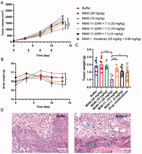 Figure 6. In vivo efficacy and tolerability of Mil40-11 (DAR = 7.1) in human tumor xenograft models. (A) Efficacy in the human ovarian cancer model SKOV-3. BALB/c-nude mice were implanted subcutaneously with SKOV-3 tumor tissues. When the size of tumors reached ∼100 mm3, tumor-bearing mice were treated with vehicle, Mil40, and Mil40-11 (DAR = 7.1) on days 0, 3, 7 and 10, respectively. The results are shown as the mean ± SEM, n = 7–8/group. To compare the difference in activity between Mil40 and Mil40-11 (DAR = 7.1), unpaired two-tailed t tests were used, and statistical analysis was performed using GraphPad Prism 8.0. 2; ** p < .005 and *** p < .0005. (B) The body weight of mice did not show significant changes during treatment in the subcutaneous xenograft model. Statistical analysis of the difference in body weight was also performed using GraphPad Prism 8.0. 2; *p < .05. (C) Tumor weight of mice in the subcutaneous xenograft model. Statistical analysis of the difference in body weight was also performed using GraphPad Prism 8.0. 2; *p < .05. (D) Histological sections of SKOV3 tumor tissues with H&E staining. Red arrows: fibrosis of tumor. Blue arrows: nucleosome pyknosis. Green arrows: hyperchromatism. Scale bars: 100 μm.