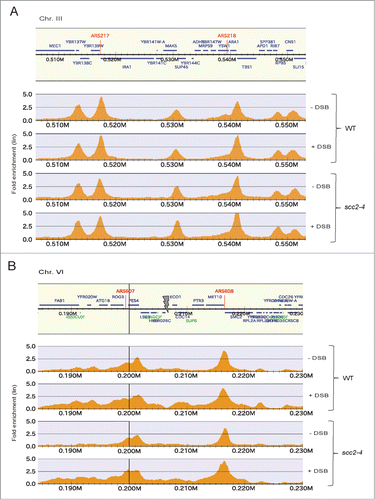 Figure 6. Cohesin binding genome wide and at the Chr. VI DSB. (A and B) Chromosomal association of Flag-tagged Scc1 analyzed by ChIP sequencing in WT and scc2–4 cells in the presence and absence of DSB induction at Chr. VI as indicated. Orange peaks display significant chromosomal binding sites where the x-axes show chromosomal positions and the y-axes show linear fold enrichment. (A) Shown is a representative undamaged region of Chr. III. (B) Shown is the region immediately surrounding the DSB on Chr. VI. Gray arrow points at the HO break site.
