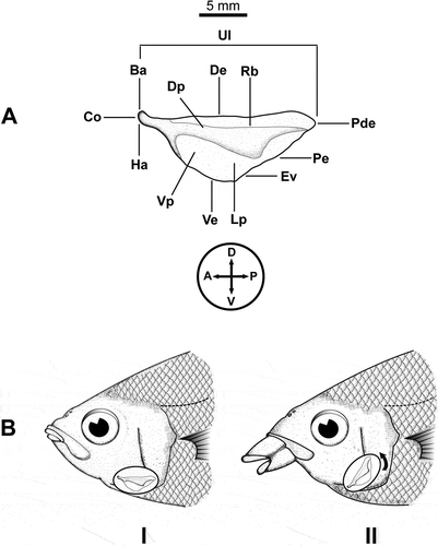 Figure 1. (A). Left side view of an urohyal bone in Gerreidae fish. Terminology of urohyal as follows: Ha = hypohyal attachment; Ba = basibranchial attachment; Ve = ventral extension; De = dorsal extension; Dp = dorsal plate; Pde = postero-dorsal edge; Rb = radial band; Lp = lateral plate; Pe = posterior edge; Ve = ventral edge; Vp = ventral plate; Co = condyle (modified from Kusaka Citation1974). Circle and cross indicating the orientation of urohyal on the body plan: D = dorsal; V = ventral; A = anterior; P = posterior. (B). Urohyal bone position during closure (I) and opening (II) of the oral cavity, exemplified in Eugerres lineatus (Cuvier, 1830), the striped mojarra. Note that only for illustration purposes the bone is depicted over the opercle, disconnected from basibranchial (anterdorsal) and hypohyals (ventral).