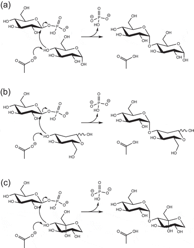 Figure 5. Possible reaction mechanisms of reverse phosphorolysis.Possible reaction mechanisms of reverse phosphorolysis with α-d-glucose (a), 2-deoxy-d-glucose (b), and α-l-sorbopyranose (c) are shown.