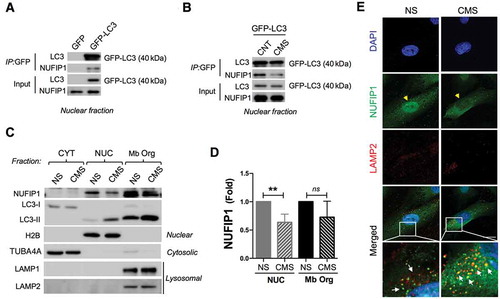 Figure 7. Nuclear LC3 interacts with the ribophagy receptor NUFIP1 and promotes its nucleocytoplasmic distribution in hTM cells with CMS. Co-IP analysis in nuclear fraction of control cells transduced with (A) AdGFP or AdGFP-LC3 or (B) AdGFP-LC3 expressing cells with or without CMS. IP was performed using GFP-Trap; co-immunoprecipitated proteins were detected by WB, 5 µg of protein were loaded for input control. (C) WB blot analysis of NUFIP1 and LC3 in fractionated cytosolic, nuclear and membrane-bound organelle enriched fractions from NS and hTM cells under CMS. TUBA4A and H2B are used as a loading controls for cytosolic and nuclear fraction, respectively. LAMP1 and LAMP2 were used as markers for membrane-bound organelle enriched fractions containing lysosomes. (D) NUFIP1 band intensity was normalized and fold expression calculated. Data are shown as the mean ± S.D. (n = 3), **, p < 0.01, two-tailed unpaired Student’s t-test. ns: not significant. (E) Representative immunostaining of NUFIP1 (green) and LAMP2 (red) in NS and hTM cells subjected to CMS (8% elongation, 24 h). Yellow arrowheads indicate nuclear NUFIP1 staining; white arrows indicate co-localization of NUFIP1 and LAMP2.