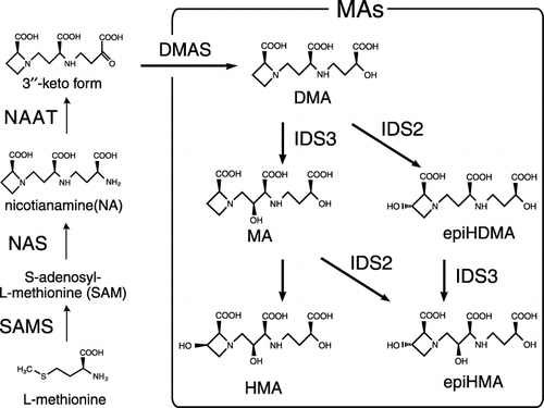 Figure 1  Biosynthesis pathway of mugineic family phytosiderophores (MAs). DMA, 2′-deoxymugineic acid; DMAS, deoxymugineic acid synthase; epiHDMA, epi-hydroxydeoxymugineic acid; epiHMA, epi-hydroxymugineic acid; HMA, hydroxymugineic acid; IDS2 (IDS3), iron deficiency specific clone no. 2 (3); MA, mugineic acid; NAAT, nicotianamine aminotransferase; NAS, nicotianamine synthase; SAMS, S-adenosyl-methionine synthetase.