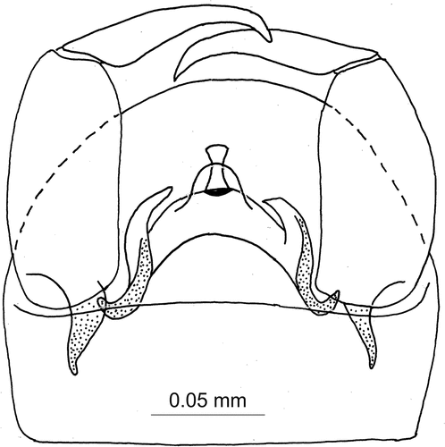 Figure 4. Atrichopogon (Atrichopogon) tolfensis n. sp., male genitalia, ventral view.