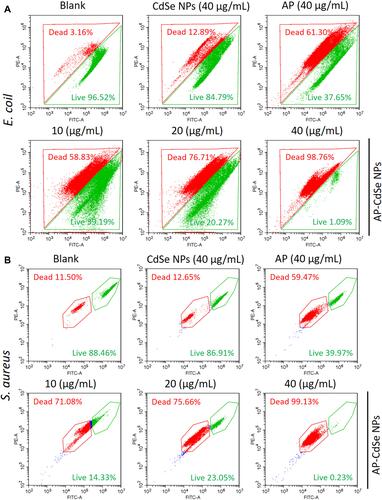 Figure 5 The results of the apoptotic cell death assay by flow cytometry analysis were statistically analyzed by the CytExpert software. MDR E. coli (A)and MDR S. aureus (B), after incubation with AP-CdSe NPs at various concentrations (10, 20, 40 µg/mL). AP solution (40 µg/mL) and CdSe NPs solution (40 µg/mL) were used as control groups. The PBS-treated group was used as blank group. All cells were subsequently briefly (30 min) stained with SYTO 9 and PI. Data are expressed as the mean ± SD (n=3).