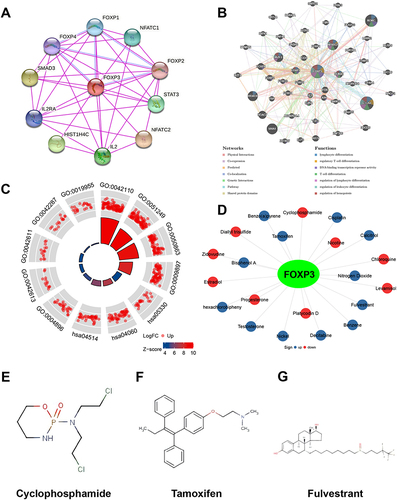 Figure 4 PPI Network, Neighbor Gene Network, The Functions of FOXP3, and Chemical-Gene Interaction. (A) Protein-protein interaction network of expressed FOXP3. (B) Gene-gene interaction network of expressed FOXP3. (C) The functions of FOXP3 and genes significantly associated with FOXP3 alterations were predicted by the analysis of GO and KEGG. (D) Chemical-gene interaction of FOXP3. Chemical structural (E) Cyclophosphamide, (F) Tamoxifen, (G) Fulvestrant.
