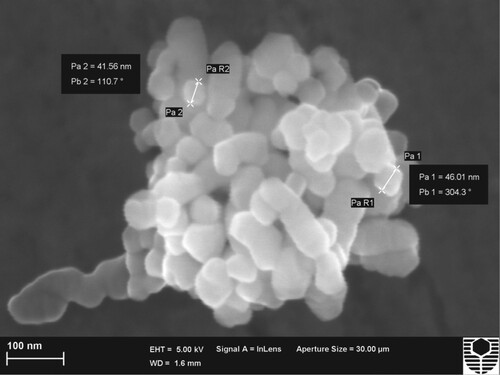 Figure 1. SEM image of CaCO3 nanoparticles.