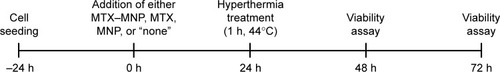 Figure 1 Scheme of the performed hyperthermia treatment.Notes: The cells were seeded 24 hours before the addition of MTX–MNP, MTX, MNP, or “none” (0 hour). At 24 hours, the cells were treated for 1 hour with 44°C hot air. Cellular viability was assessed after a total incubation time of either 48 or 72 hours with MTX–MNP, MTX, MNP, or “none”.Abbreviations: MNP, magnetic nanoparticle; MTX, methotrexate; h, hours.