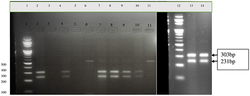 Figure 2 HindIII digested restriction products. Lane 1 and 12=100bp DNA ladder, Lane 2,4,7,8,9,10,13,14= 231 and 303bp digested DNA (wild type allele), Lane 3 and 5=no template, Lane 6 and 11=534bp undigested DNA (mutant allele).